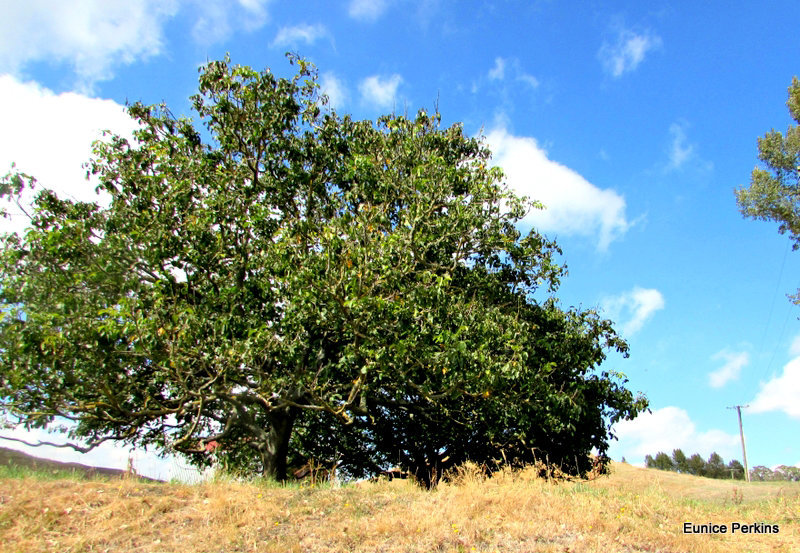 Leafy Tree