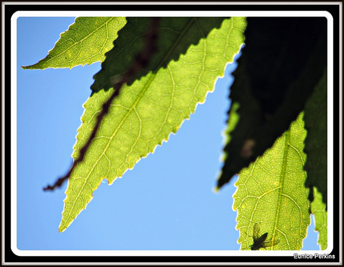 Light and Shadow