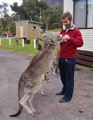 Théo and the kangaroos