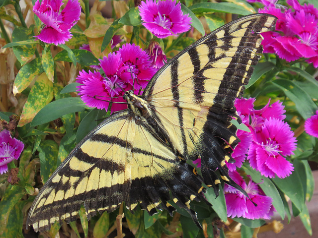 Two-Tailed Swallowtail Butterfly