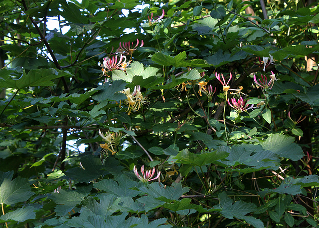 Lonicera periclymenum