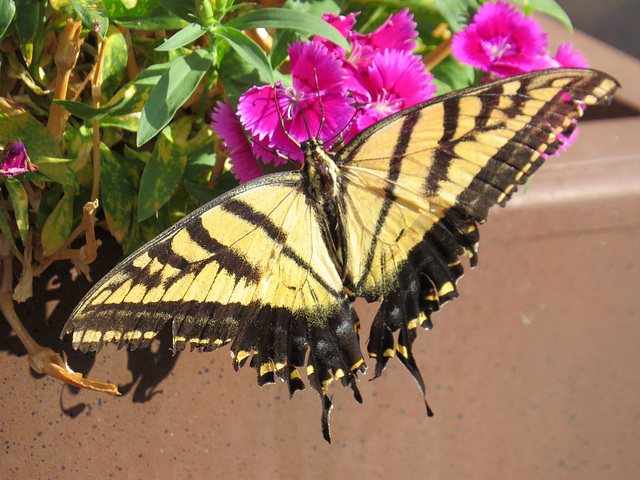 Two-Tailed Swallowtail Butterfly