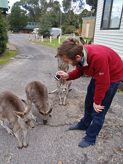 Théo and the kangaroos