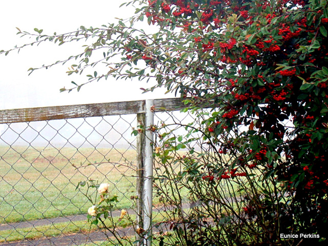 On Our Fence