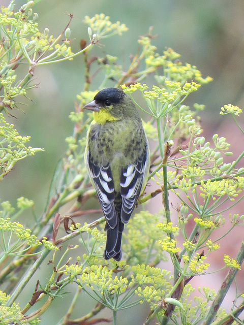 Lesser Goldfinch