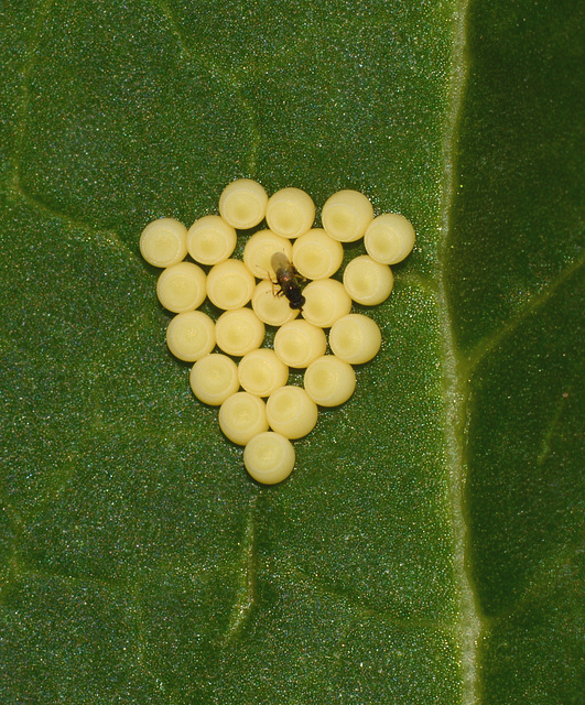 A better view of the fly on the eggs