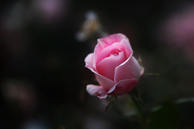 Pink Rose Bud