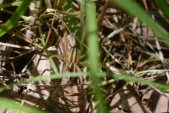 Blends in pretty well, doesn't he?