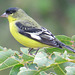 Lesser Goldfinch