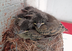 Eastern Phoebe's second hatch 27-6-14 ~ The Last Photo !