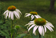 Coneflowers