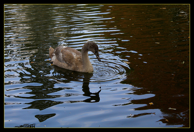 Jeune cygne barbotant