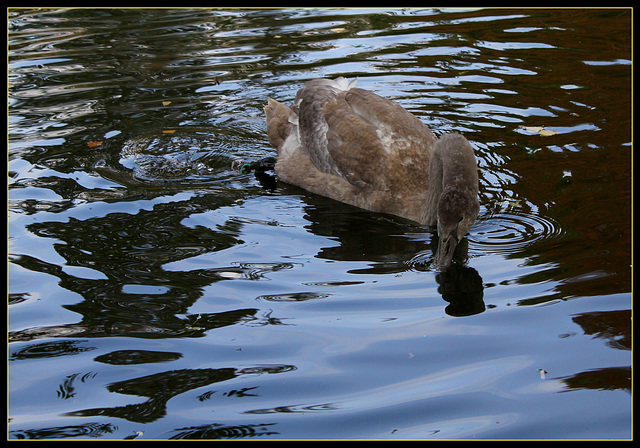 Jeune cygne barbotant