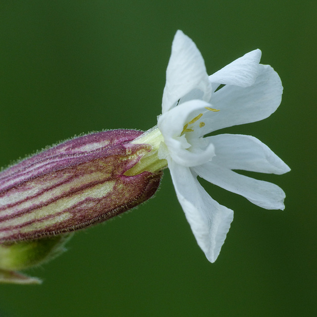 White Campion, male