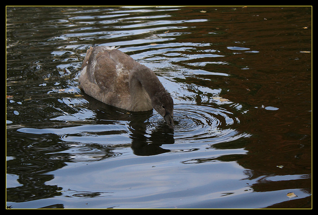 Jeune cygne barbotant