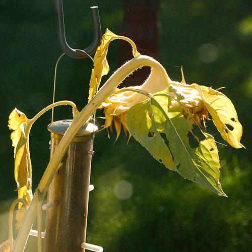 The Sunflower in Sunlight