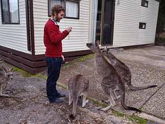 Théo and the kangaroos