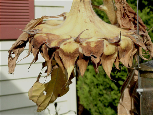 State of Decay