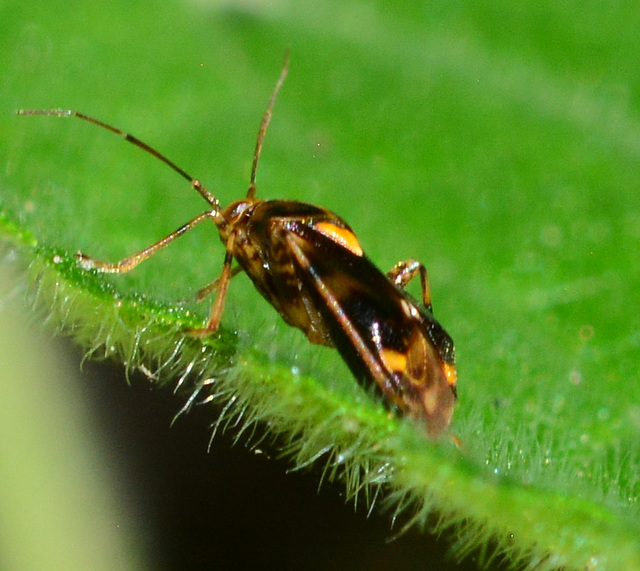 Bug.Liocoris tripustulatus