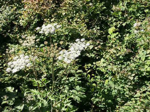 Some cow parsley growing in the hedgerows