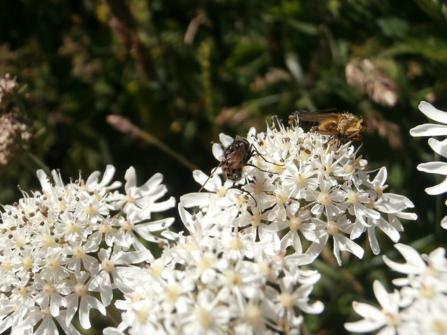 Saw some  bugs on the flower