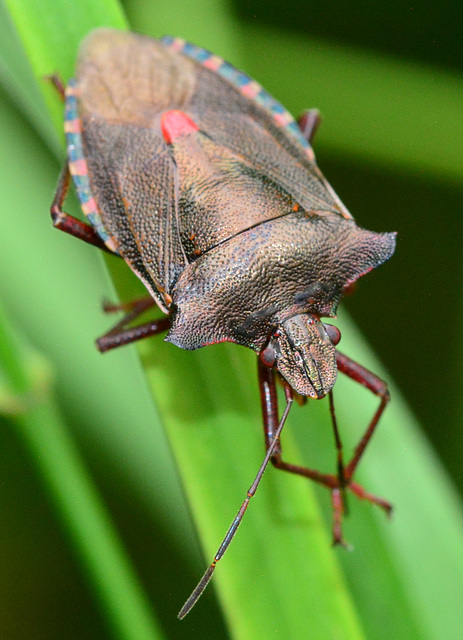 Forest Shieldbug, Pentatoma rufipes