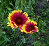 Gaillardes