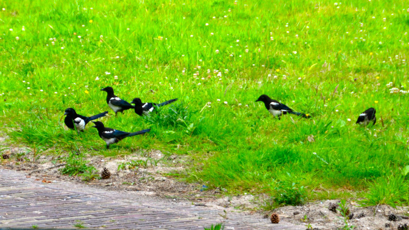 Magpies