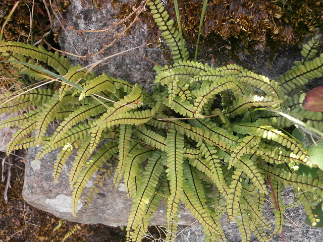 A lovely little fern growing it's way in the wall