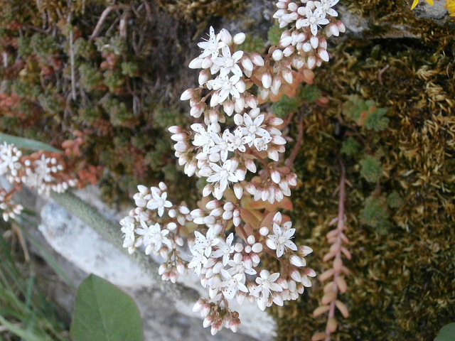 Gorgeous white alpine flower