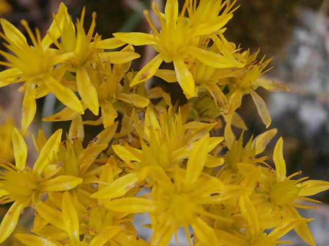 Close up of the yellow flower