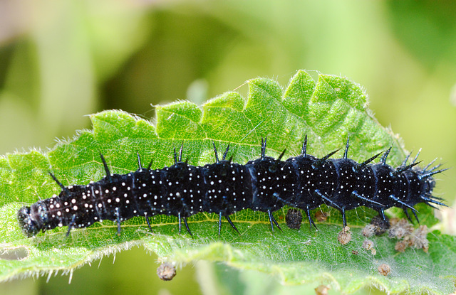 Caterpillar. Peacock Butterfly, Inachis io