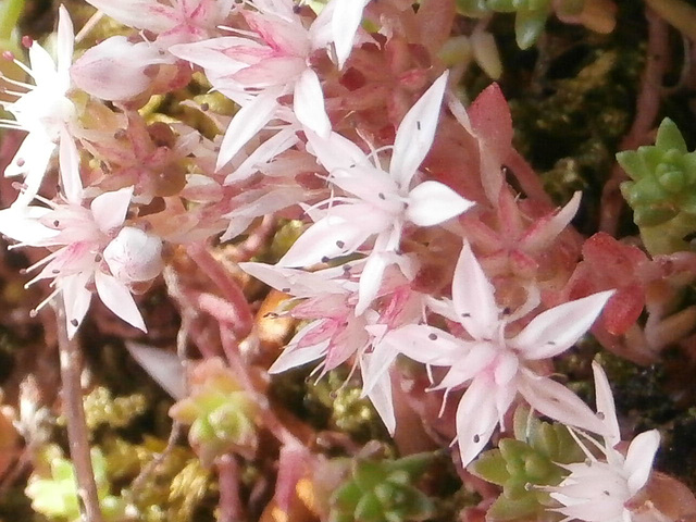 Close up of the delicate pink flower