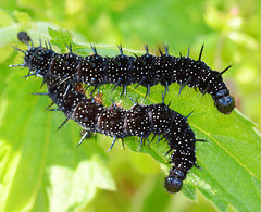 Caterpillar. Peacock Butterfly, Inachis io