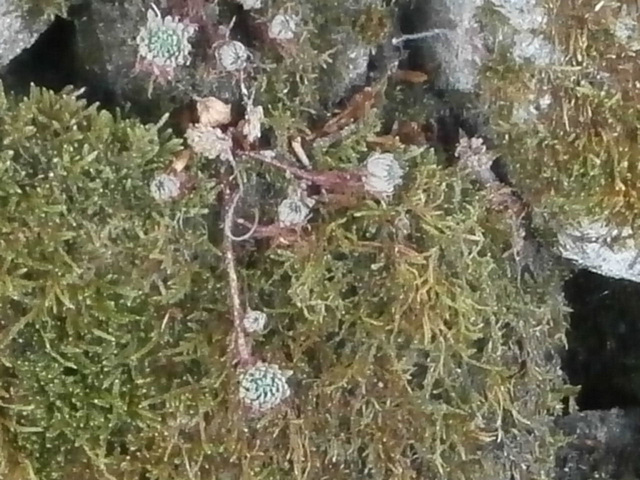 A strange little flower growing amongst the moss on the stone