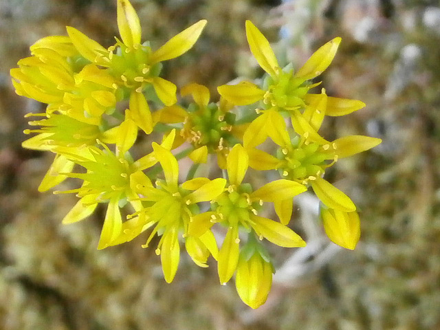 Pretty little rock flower growing on the wall