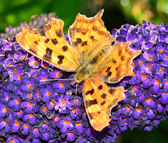 Comma, Polygonia c-album