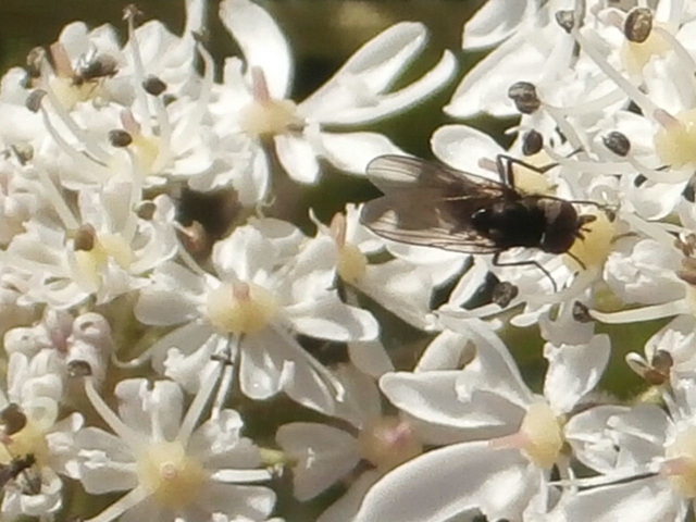 Got the fly at last, sitting on the flower