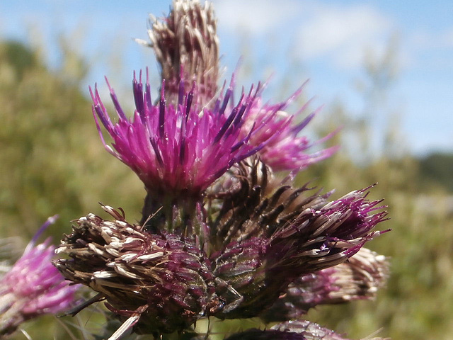 Close up of the thistle
