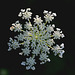 Queen Anne's lace, snowflake edition