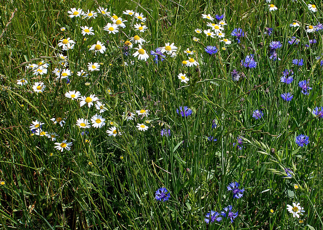 Matricaire et bleuets dans les moissons