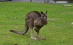 Théo and the kangaroos