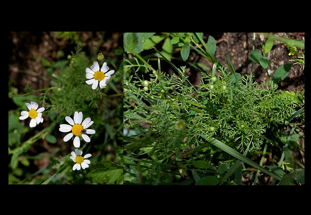 Anthemis arvensis