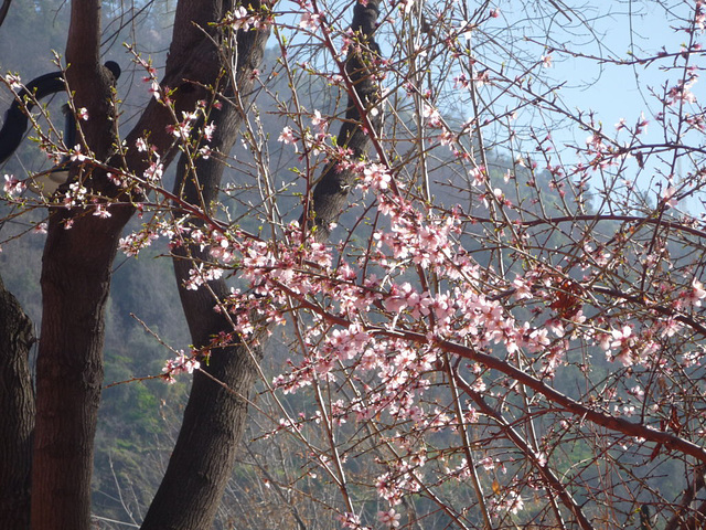 Florecidas