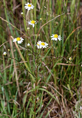 Anthemis arvensis