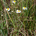 Anthemis arvensis