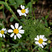 Anthemis arvensis