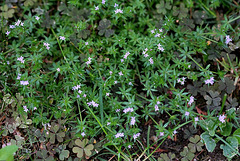 Sherardia arvensis