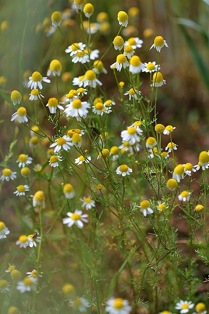 Anthemis cotula -Camomille puante