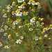 Anthemis cotula -Camomille puante